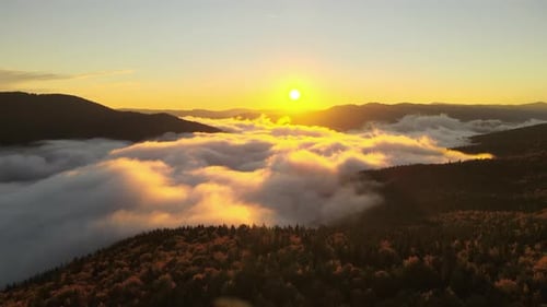 Aerial View of Foggy Evening Over Dark Pine Forest Trees at Bright Sunset