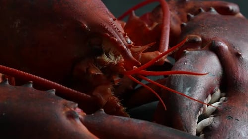 Cooked Lobster 44