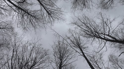 Leafless Trees in a Forest Against Gray Sky
