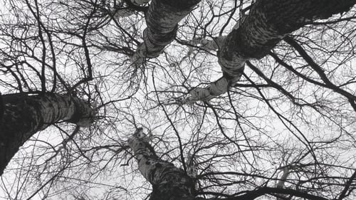 Bare Birch Trees Pointing to Sky in Winter
