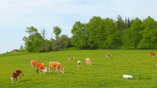 Cows And Calves Grazing On A Field