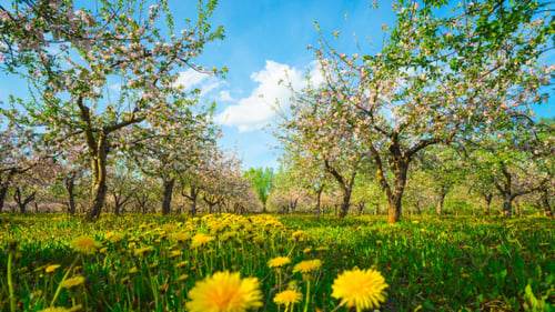 Verger de pommiers en fleurs