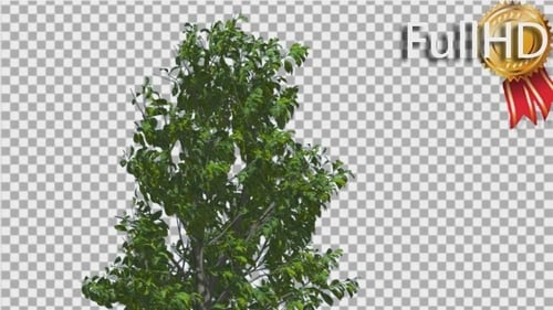 Swaying Green Tree Animated with Alpha Channel