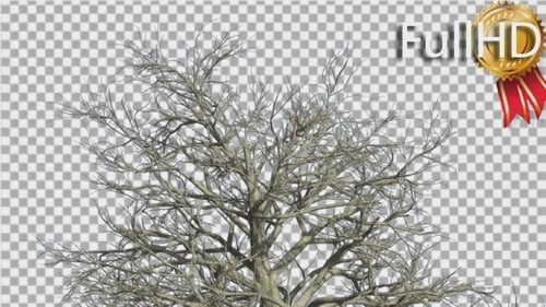 Animated Bare Winter Tree Swaying Alpha Channel Loop