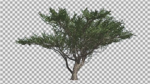 Der Regenschirm Thorn Tree schwankt im The Wind Green