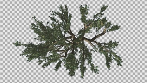 Cedar of Lebanon Crown Top Down Tree Swaying