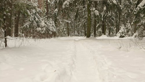 Winter Forest