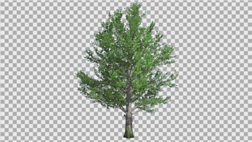 Sugar Maple Tree schwankt im The Wind Green