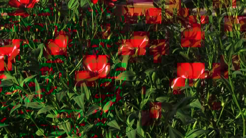 Beautiful Red Flowers Swaying in the Garden