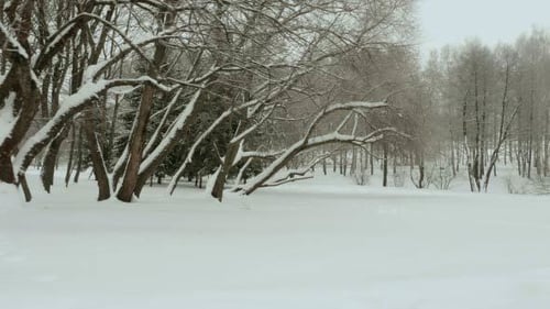 Winter in the City Park