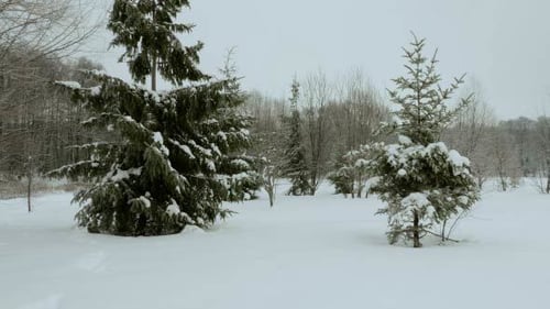 Fluss im Winterpark