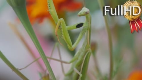 Green Mantis Insect is Climbing by th Green Stalk