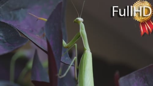Mantis is Moving His Upper Legs Climbing Slowly