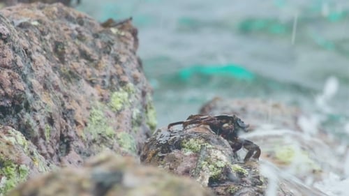 Crab And Rockskipper On The Rock At The Beach