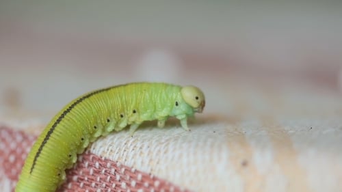 Die Birke Sawfly Larve krabbelt auf einem Tuch