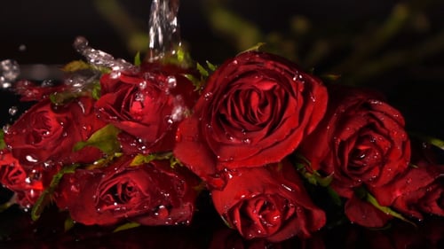 Wassertropfen auf Rosen