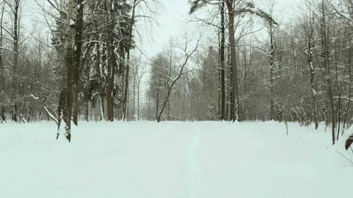 Snowy Park
