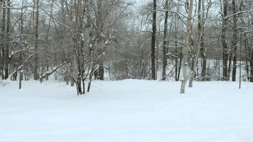 In the Snowy Park