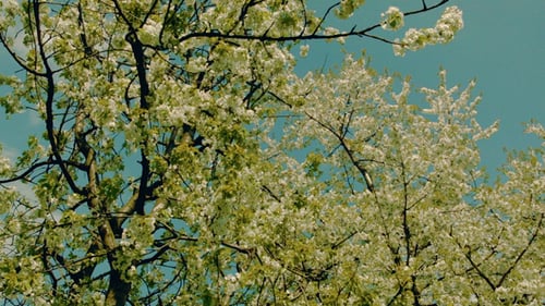 White Blooming Trees