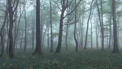 Wald