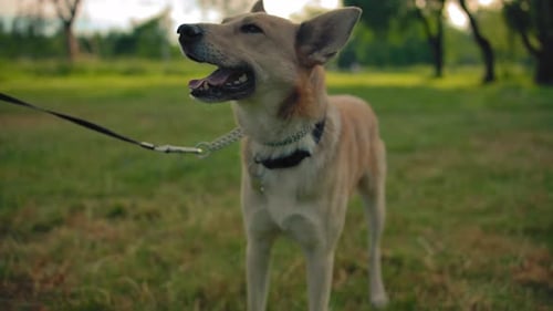 Portrait of a Mongrel Dog on a Leash in the Park. The Doggy Wags Its Tail and Smiles.