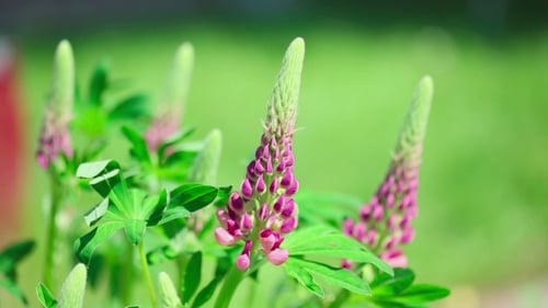 Fleur de lupins violets vifs
