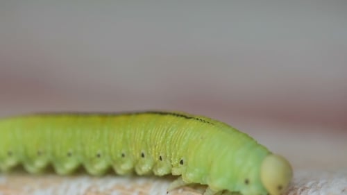 Die Birke Sawfly Larve krabbelt auf einem Tuch