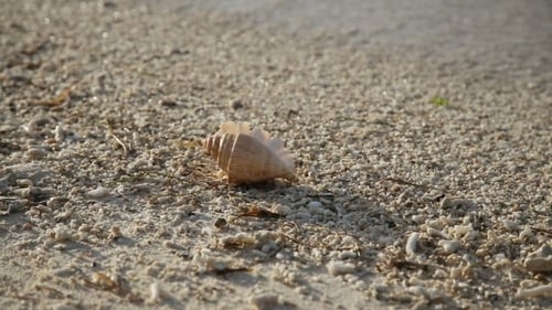 Seashell On The Sand Beach