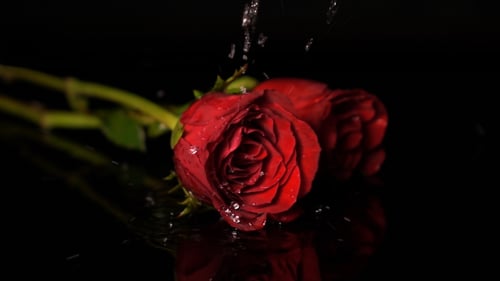 Two Red Roses Falling on Wet Surface