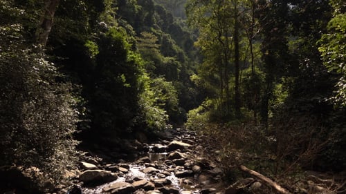 Waterfall Flowing In Forest