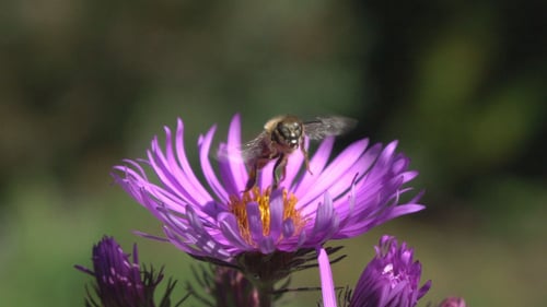 Bees