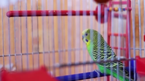 Home Parrot In a Bird Cage