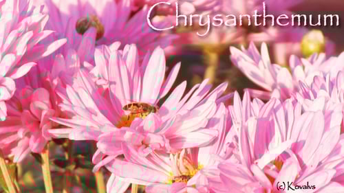 Bees Foraging Among Light Pink Flowers in Sunlight