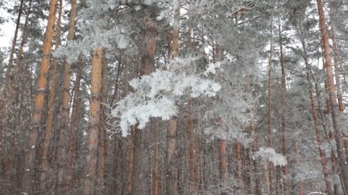 Forêt de conifères d'hiver