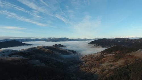 Foggy Green Pine Forest with Canopies of Spruce Trees and Sunrise Rays Shining Through Branches in