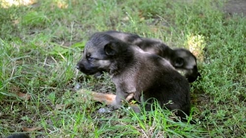 Dos cachorros pequeños indefensos
