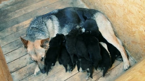 Dog Nursing Litter of Puppies in Dog House