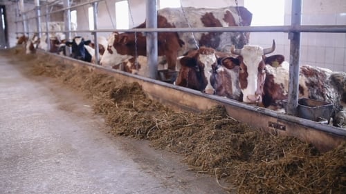 Cows Eating Hay in a Brightly Lit Barn