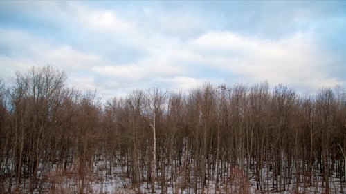 Winterbaum mit Wolken