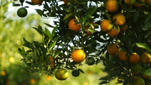 Abundant Orange Tree Growing Fruit in Sunlight