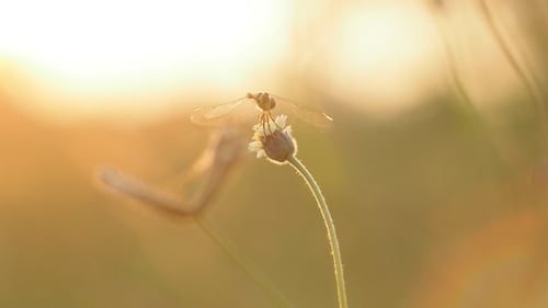 Libélula na natureza