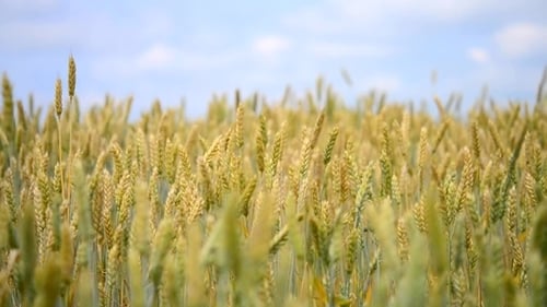 Beautiful Shot of Wheat, Which is Reeling in The Wind With Shallow Depth of Field
