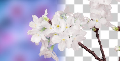 Fleur de cerisier