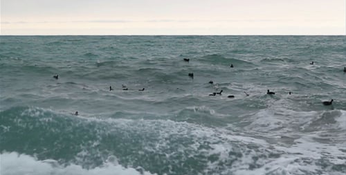 Sea Waves