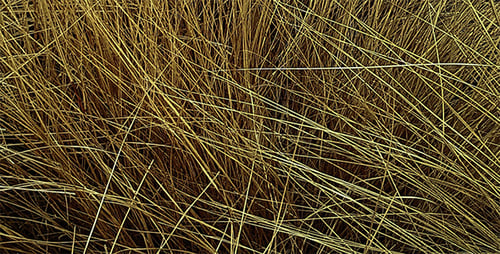 Dry Grass Field
