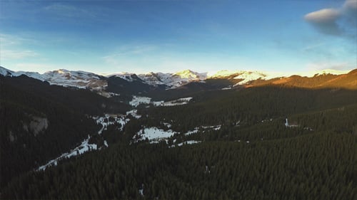 Huge Pine Tree Forest and Mountains