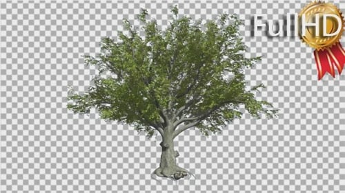 Fagus Grandifolia-Baumzweige aus amerikanischer Buche
