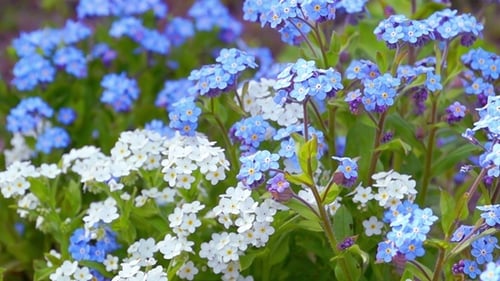 Forget-Me-Not Flowers Blooming in Springtime Garden