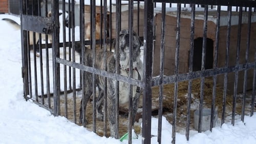 Tierheim, Hunde warten auf ihre neuen Besitzer