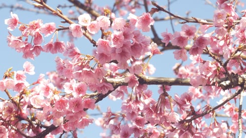 Blooming Pink Cherry Blossoms Against a Blue Sky